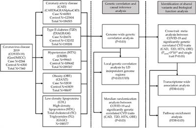 Identifying shared genetic loci between coronavirus disease 2019 and cardiovascular diseases based on cross-trait meta-analysis